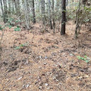 Photo #14 of SOLD property in Off Golden Hill Rd, Elberon, VA 100.0 acres
