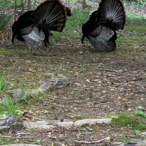 Photo #15 of SOLD property in Off Golden Hill Rd, Elberon, VA 100.0 acres