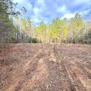 Photo #20 of SOLD property in Off Golden Hill Rd, Elberon, VA 100.0 acres