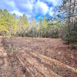 Photo #21 of SOLD property in Off Golden Hill Rd, Elberon, VA 100.0 acres