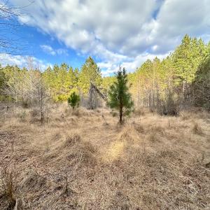 Photo #22 of SOLD property in Off Golden Hill Rd, Elberon, VA 100.0 acres