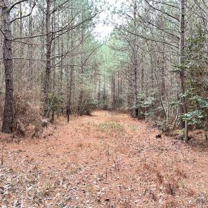 Photo #23 of SOLD property in Off Golden Hill Rd, Elberon, VA 100.0 acres