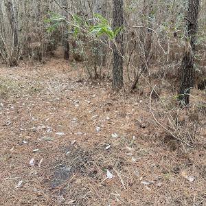 Photo #24 of SOLD property in Off Golden Hill Rd, Elberon, VA 100.0 acres