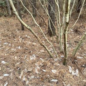 Photo #25 of SOLD property in Off Golden Hill Rd, Elberon, VA 100.0 acres