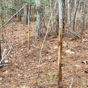 Photo #30 of SOLD property in Off Golden Hill Rd, Elberon, VA 100.0 acres
