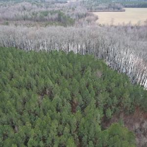 Photo #9 of SOLD property in Off Golden Hill Rd, Elberon, VA 100.0 acres