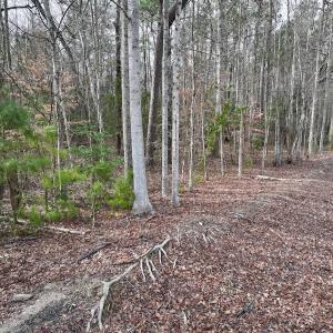 Photo #13 of SOLD property in Off Old Brick Road, Vanceboro, NC 12.0 acres