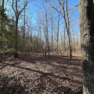 Photo #9 of SOLD property in Off Big Pine Rd, Painter, VA 31.8 acres