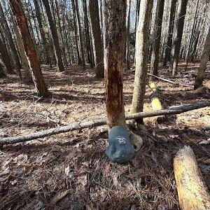 Photo #10 of SOLD property in Off Big Pine Rd, Painter, VA 31.8 acres