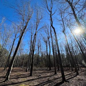 Photo #12 of SOLD property in Off Big Pine Rd, Painter, VA 31.8 acres