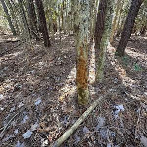 Photo #13 of SOLD property in Off Big Pine Rd, Painter, VA 31.8 acres