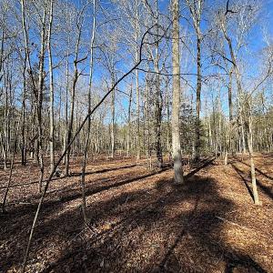 Photo #14 of SOLD property in Off Big Pine Rd, Painter, VA 31.8 acres
