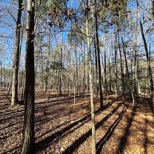Photo #16 of SOLD property in Off Big Pine Rd, Painter, VA 31.8 acres