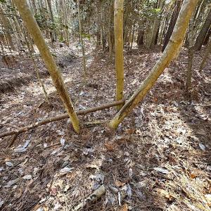 Photo #17 of SOLD property in Off Big Pine Rd, Painter, VA 31.8 acres