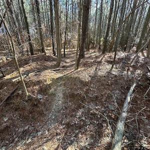 Photo #18 of SOLD property in Off Big Pine Rd, Painter, VA 31.8 acres