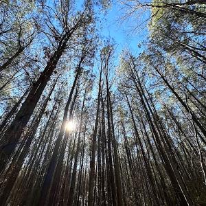 Photo #19 of SOLD property in Off Big Pine Rd, Painter, VA 31.8 acres