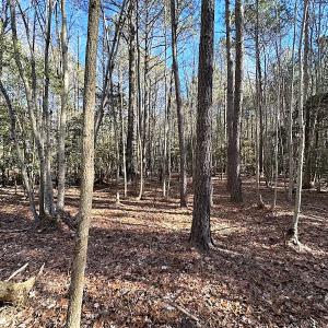 Photo #20 of SOLD property in Off Big Pine Rd, Painter, VA 31.8 acres