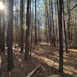 Photo #21 of SOLD property in Off Big Pine Rd, Painter, VA 31.8 acres