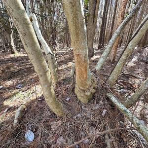 Photo #22 of SOLD property in Off Big Pine Rd, Painter, VA 31.8 acres