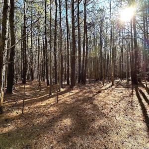 Photo #23 of SOLD property in Off Big Pine Rd, Painter, VA 31.8 acres