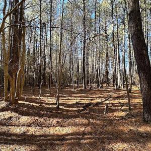 Photo #24 of SOLD property in Off Big Pine Rd, Painter, VA 31.8 acres