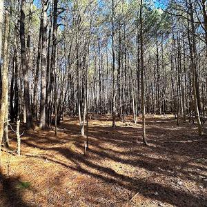 Photo #25 of SOLD property in Off Big Pine Rd, Painter, VA 31.8 acres