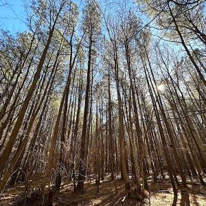 Photo #26 of SOLD property in Off Big Pine Rd, Painter, VA 31.8 acres