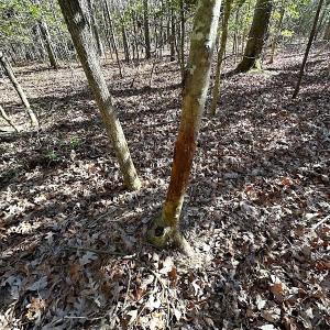 Photo #28 of SOLD property in Off Big Pine Rd, Painter, VA 31.8 acres