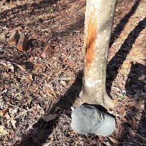 Photo #31 of SOLD property in Off Big Pine Rd, Painter, VA 31.8 acres