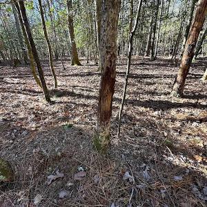 Photo #35 of SOLD property in Off Big Pine Rd, Painter, VA 31.8 acres