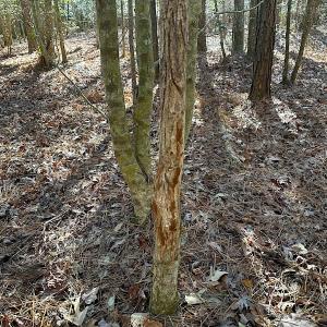Photo #36 of SOLD property in Off Big Pine Rd, Painter, VA 31.8 acres