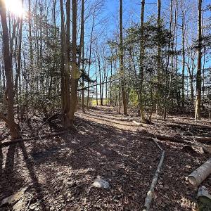 Photo #37 of SOLD property in Off Big Pine Rd, Painter, VA 31.8 acres