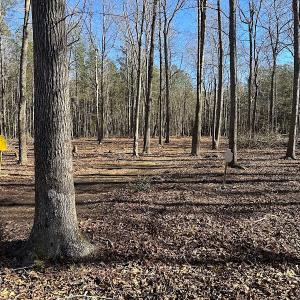 Photo #39 of SOLD property in Off Big Pine Rd, Painter, VA 31.8 acres