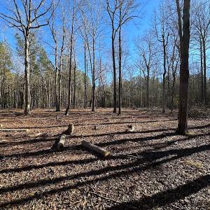 Photo #40 of SOLD property in Off Big Pine Rd, Painter, VA 31.8 acres