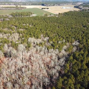 Photo #6 of SOLD property in Off Big Pine Rd, Painter, VA 31.8 acres