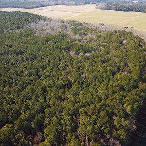 Photo #7 of SOLD property in Off Big Pine Rd, Painter, VA 31.8 acres