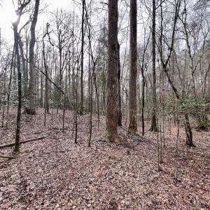 Photo #12 of SOLD property in Off Hwy US 17, Vanceboro, NC 13.6 acres