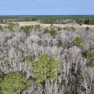 Photo #15 of SOLD property in Off Hwy US 17, Vanceboro, NC 13.6 acres