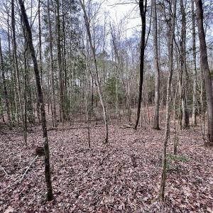 Photo #16 of SOLD property in Off Hwy US 17, Vanceboro, NC 13.6 acres