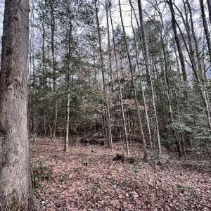 Photo #17 of SOLD property in Off Hwy US 17, Vanceboro, NC 13.6 acres