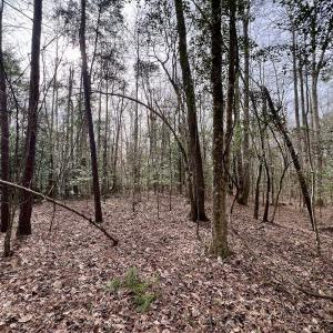 Photo #7 of SOLD property in Off Hwy US 17, Vanceboro, NC 13.6 acres