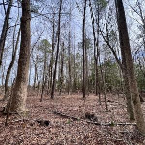 Photo #29 of SOLD property in Off Hwy US 17, Vanceboro, NC 13.6 acres