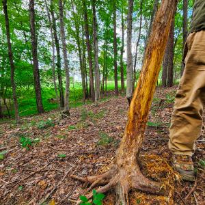 Photo #18 of SOLD property in 1254 Anglin Mill Rd, Stoneville, NC 44.5 acres