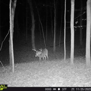 Photo #19 of SOLD property in 1254 Anglin Mill Rd, Stoneville, NC 44.5 acres