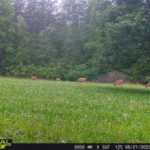 Photo #20 of SOLD property in 1254 Anglin Mill Rd, Stoneville, NC 44.5 acres