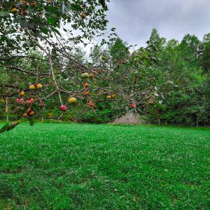 Photo #21 of SOLD property in 1254 Anglin Mill Rd, Stoneville, NC 44.5 acres