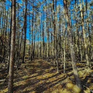 Photo #32 of SOLD property in 1254 Anglin Mill Rd, Stoneville, NC 44.5 acres