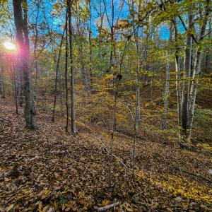 Photo #40 of SOLD property in 1254 Anglin Mill Rd, Stoneville, NC 44.5 acres