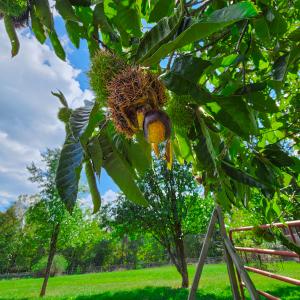 Photo #63 of SOLD property in 1254 Anglin Mill Rd, Stoneville, NC 44.5 acres