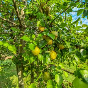 Photo #66 of SOLD property in 1254 Anglin Mill Rd, Stoneville, NC 44.5 acres